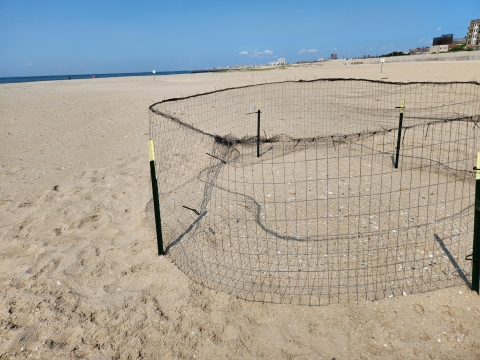 A circle of mesh fencing held up by stakes on a beach