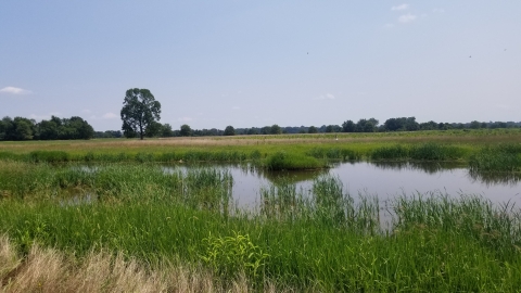 Fallow cropland restored to wetland