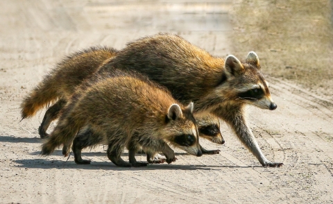 A raccoon family walks across a dirt road