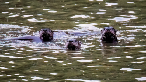 Three river otters peeking their heads above water