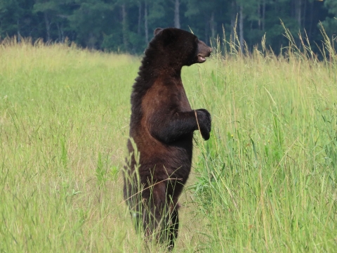 Profile of a Black Bear standing tall on hind feet in a field of green grass.