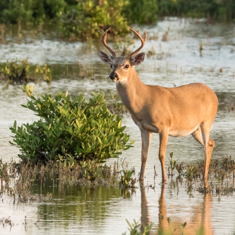 a Key deer buck standing in the water among mangroves