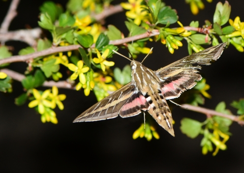 Large brown moth with pink stripes on the wings drinks nectar out of little yellow flowers on a shrub at night.