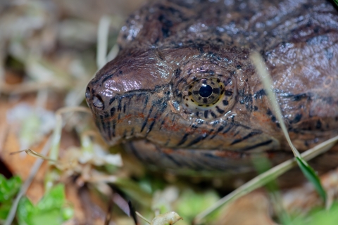 Snapping turtle