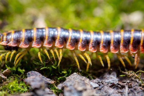 Centipede