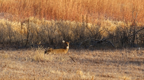 White-tailed doe laying in the grass