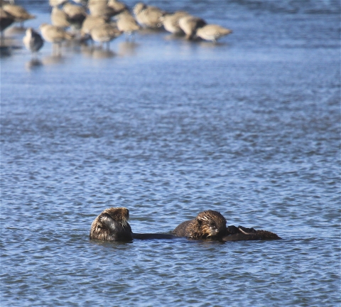 A sea otter mother and pup floating in the water
