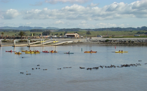 a group of kayakers paddling in a line parallel to a group of sea otters floating in the water