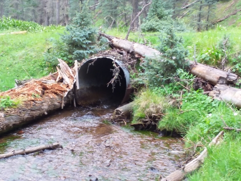An upriver image of a degraded, perched culvert in a small stream surrounded by grass and some woody debris
