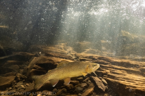A close-up underwater shot of an Apache trout swimming