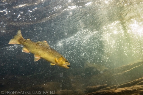 A close-up underwater shot of an Apache trout swimming