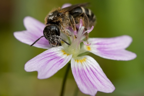 a sweat bee gathering pollen on a white and pink flower