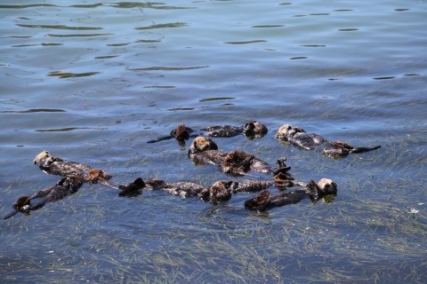 A group of sea otters floating in the water