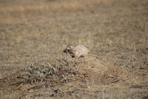 Black-tailed prairie dog