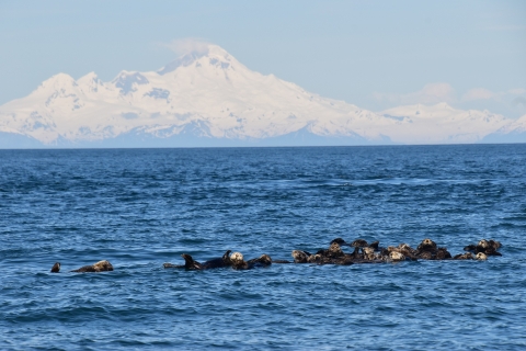 A group of northern sea otters float together in Alaska