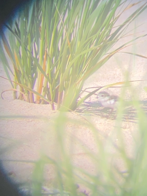 A small bird runs toward a tuft of beach grass.