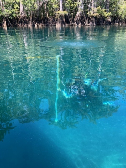 Adam Kaeser diving in Morrison Springs, Florida