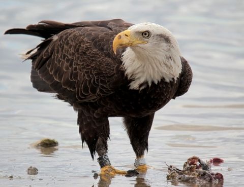 adult bald eagle stands in water by finished meal