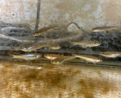 A group of fish swimming in a tank. 