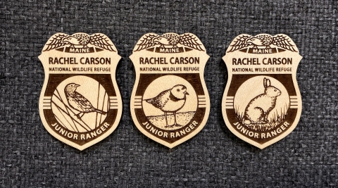 Rachel Carson NWR wooden Junior Ranger Badges featuring images of Saltmarsh Sparrow, Piping Plover and New England cotontail