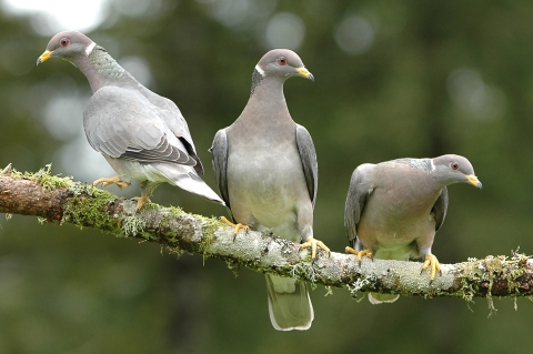 Three band-tailed pigeons on a branch