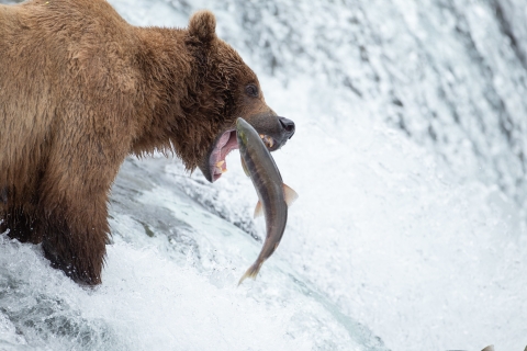 close up of a brown bear catching a salmon with its mouth over a waterfall. 