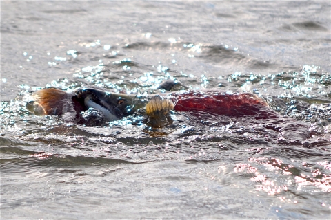 close up of two sockeye salmon fighting near the surface of a lake.