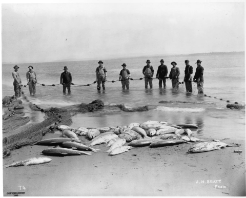 Historical black and white image of 10 men holding a net on a beach with salmon out of the water. 