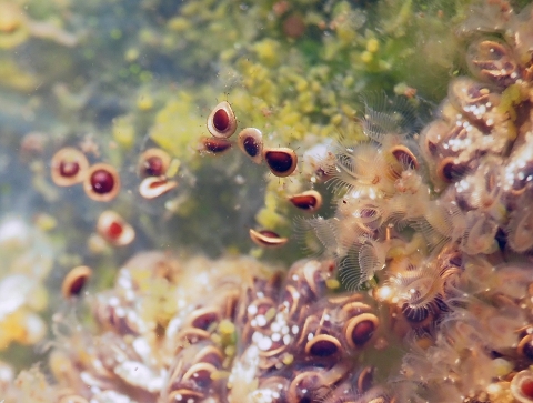 Seed-like ovals float away from a colony of tentacles aquatic organisms.