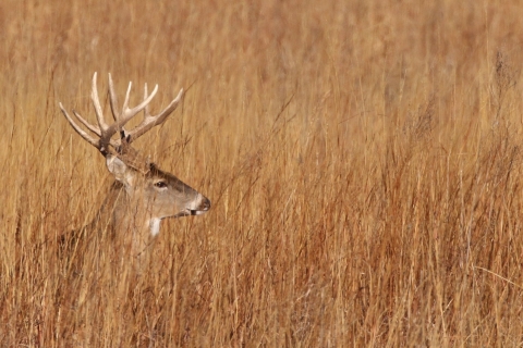 Buck laying in the tall grass