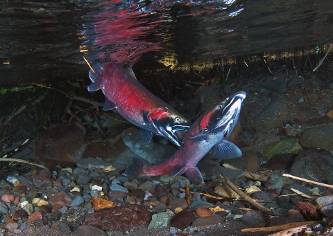 Two coho salmon underwater in clear shallow water along a shoreline. 