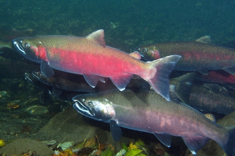 underwater close up view of a run of Coho salmon