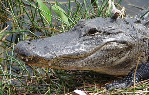 A closeup of the head of a large reptile with a big jaw.