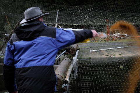 person throwing fish feed into a fish holding area. 