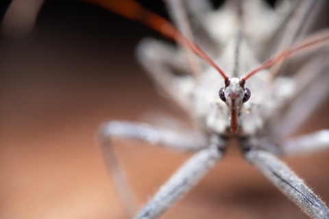 Assassin bug