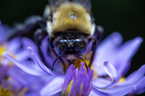 Bumble bee on flower