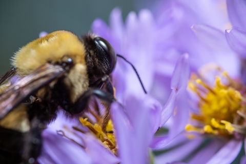 Bumble bee on flower