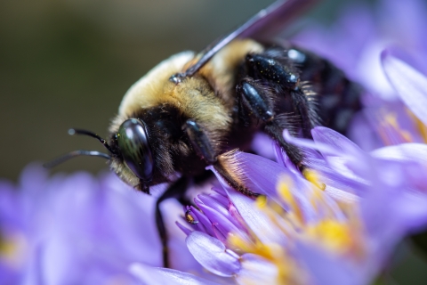 Bumble bee on flower