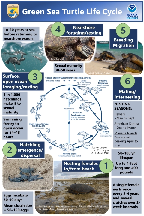 A diagram that shows the life cycle of the green sea turtle