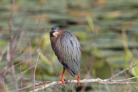 Green heron perched on tree branch