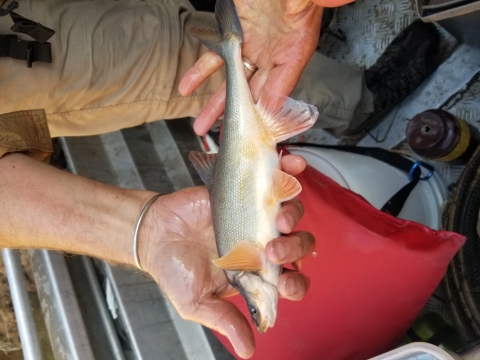 A biologist holds a newly captured Humpback Chub.