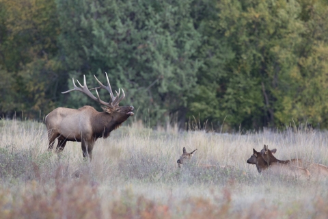 A bull elk is photographed while bugling. Three other elk are lying in tall grass beside him.