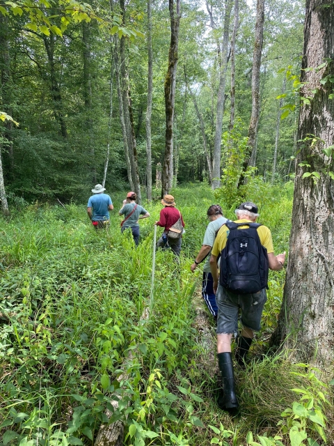 5 people hiking into a forest
