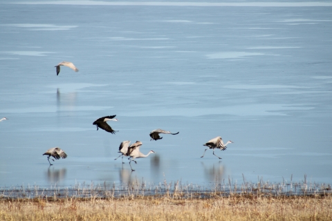 Sandhill cranes landing on ice