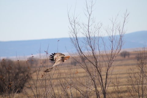 Red-tailed hawk in flight