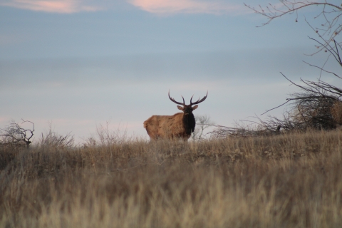 Rocky Mountain bull elk