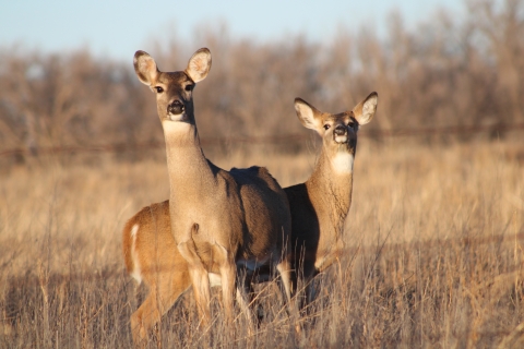 White-tailed doe with offspring