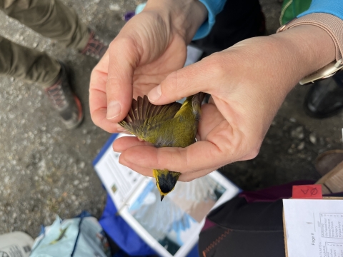 hands holding a small yellow bird with its wing out