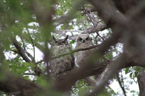 Great horned owl with offspring