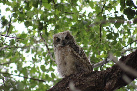 Great horned owl chick